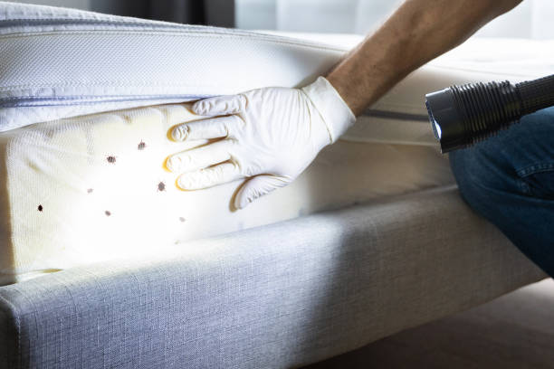 Best Pest Control Near Me  in Sandy, UT