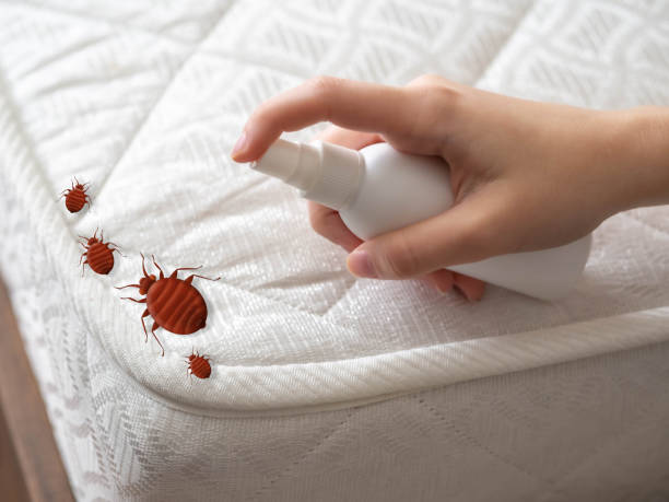 Best Spider Control Near Me  in Sandy, UT